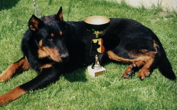 Strauss de la tuile aux loups (37)